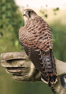 Tierische Abenteuer