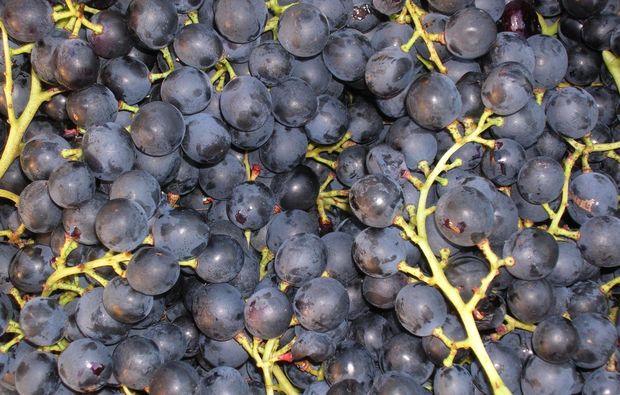 weinseminar-perg-trauben