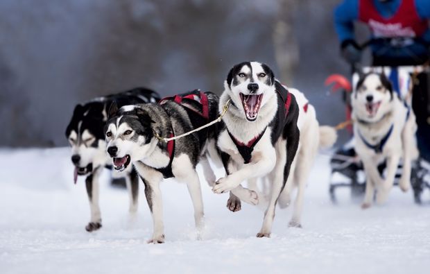 schlittenhundefahrt-telfs-bg2