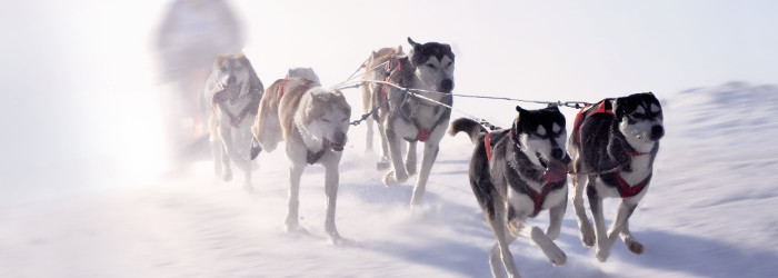 Husky-Trekking