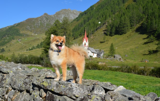 urlaub-mit-hund-steinhaus-im-ahrntal