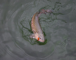 Fliegenfischen Leutasch Fliegenfischen Leutasch