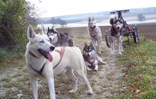 husky-nachtfahrt-fuer-zwei-bg2