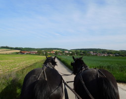 pferde-kutschfahrt-weitersfeld1