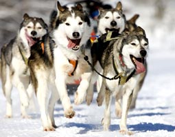 Image Result For Alaskan Husky Siberian Husky Unterschied