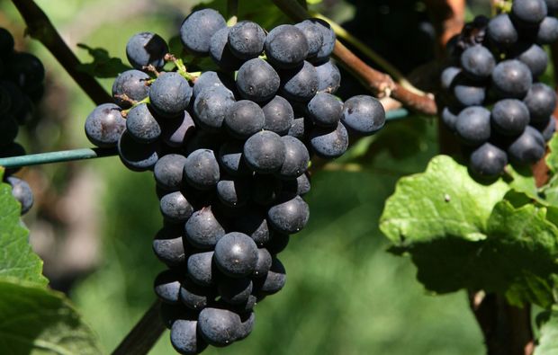 weinbergtour-maienfeld