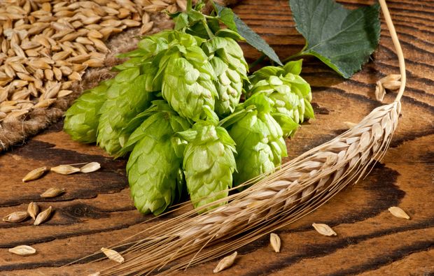 bierbrauen-densbueren