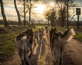 Schlittenhundefahrt