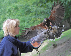 Falkner fr einen Tag