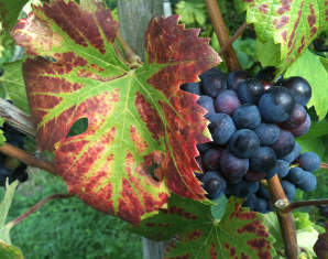 Weinbergwanderung