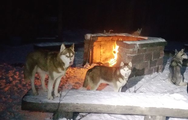 schlittenhundefahrt-bad-herrenalb-lagerfeuer