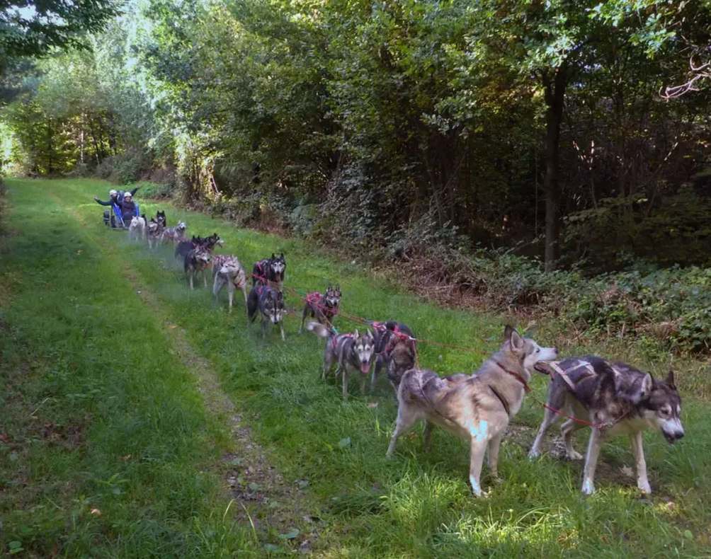 Schlittenhunde Wagenpassagierfahrt für 2 Wagenpassagierfahrt & Besuch Husky Camp