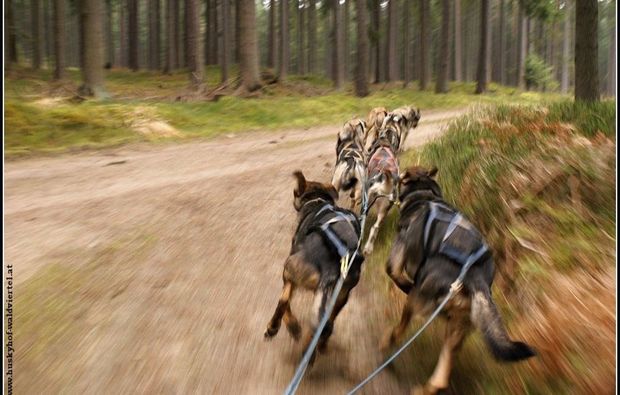 schlittenhundefahrt-alt-nagelberg-husky