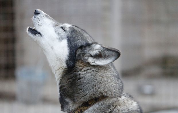 schlittenhundefahrt-alt-nagelberg