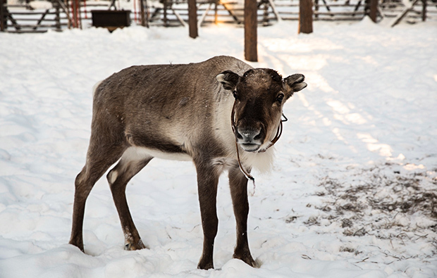 standort-gross_rentier_620x395_3