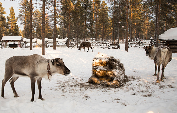 standort-gross_rentier_620x395_5