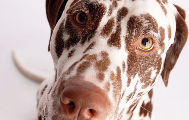 animalisches-fotoshooting-berlin-dalmatiner