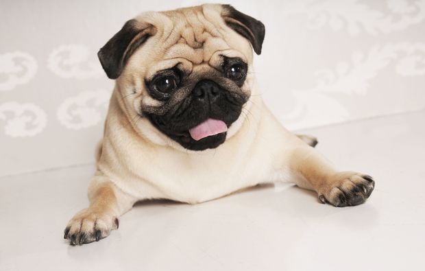 animalisches-fotoshooting-berlin