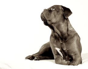 Tier Fotoshooting