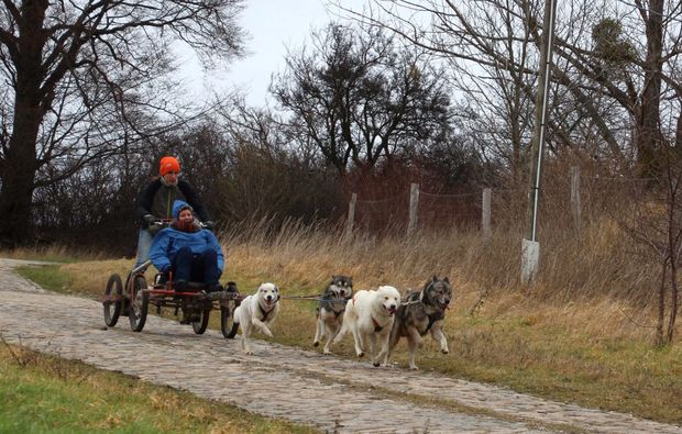 schlittenhundefahrt-halberstadt-hundefahrt