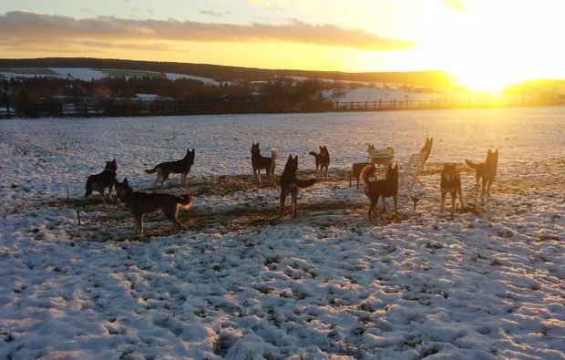 husky-trekking-tabarz-tierevent