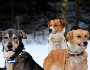 Husky-Trekking