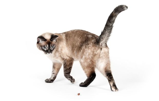 animalisches-fotoshooting-konstanz-foto