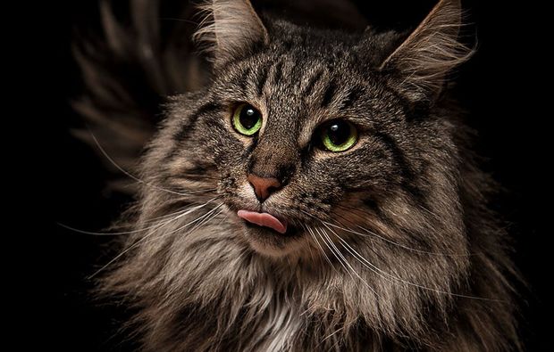 animalisches-fotoshooting-konstanz-gesicht