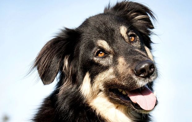 animalisches-fotoshooting-konstanz-hund