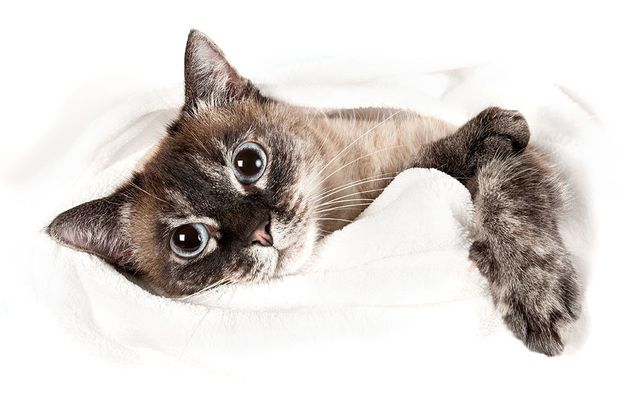 animalisches-fotoshooting-konstanz-katze