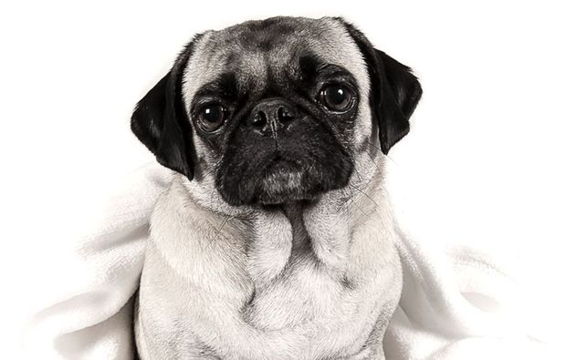 animalisches-fotoshooting-konstanz-mops1487149250