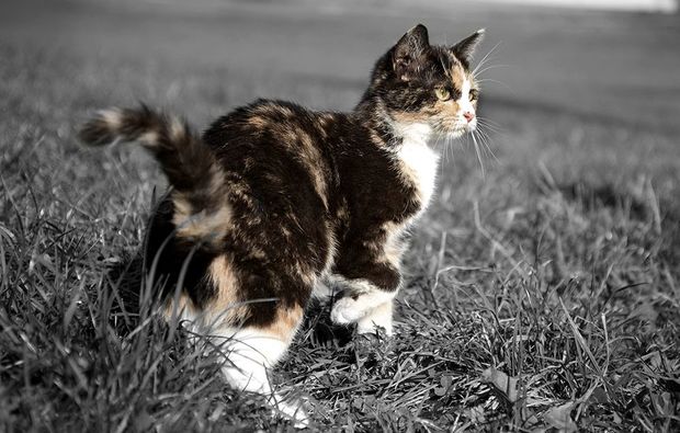 animalisches-fotoshooting-konstanz-natur1487149859