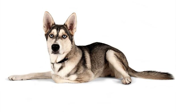 animalisches-fotoshooting-konstanz-shooting