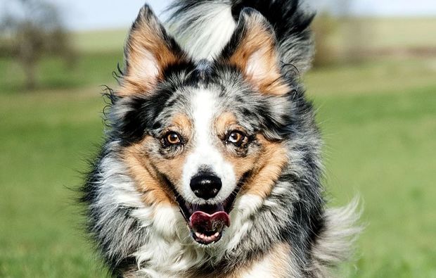 animalisches-fotoshooting-konstanz-spaziergang