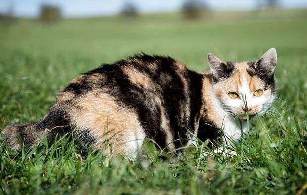 animalisches-fotoshooting-konstanz-wiese