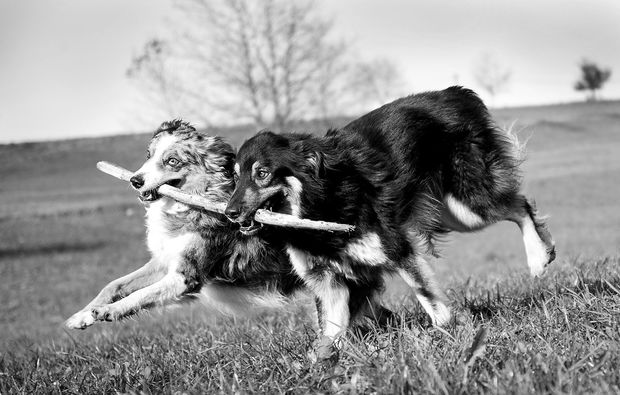 animalisches-fotoshooting-konstanz