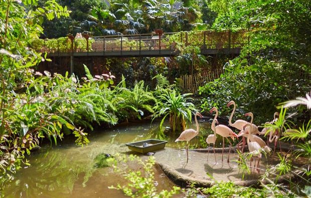 therme-berlin-regenwald