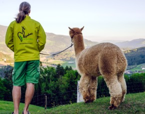 Lama- & Alpakawanderung