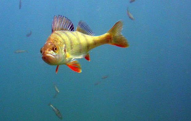 tauchschnupperkurs-worms-fisch-entdecken