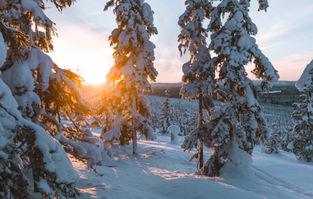 rentierschlittenfahrt-abborrtraesk-lappland