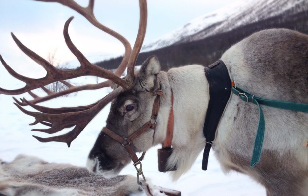 rentierschlittenfahrt-abborrtraesk-rentier
