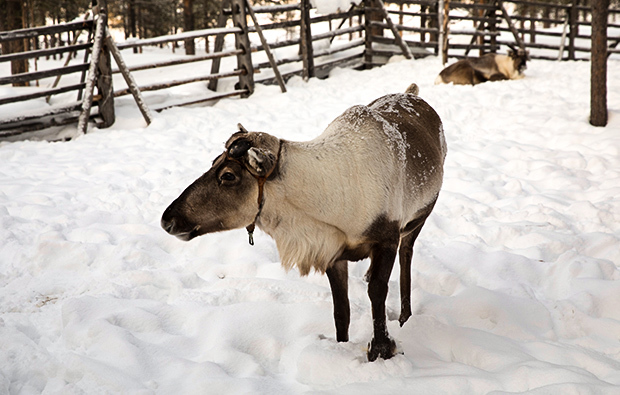 standort-gross_rentier_620x395_4