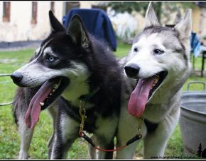 Schlittenhunde-Workshop