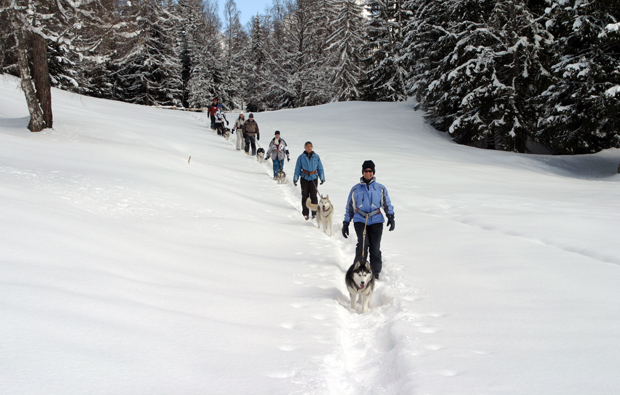 winter-husky-trekking