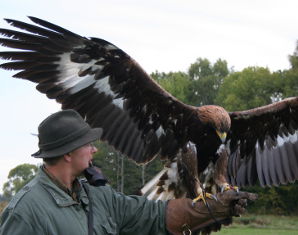 Falkner fr einen Tag