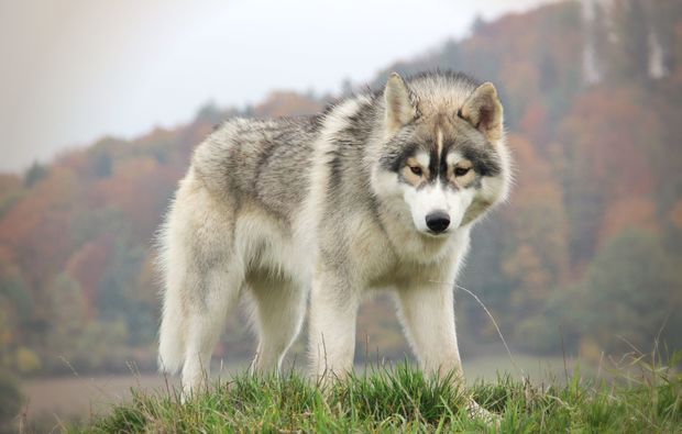 husky-trekking-dietfurt-rassehund