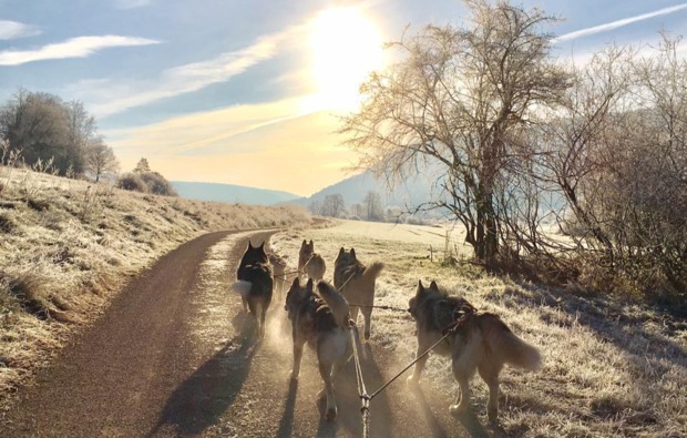 husky-trekking-dietfurt-schlitten-fahren
