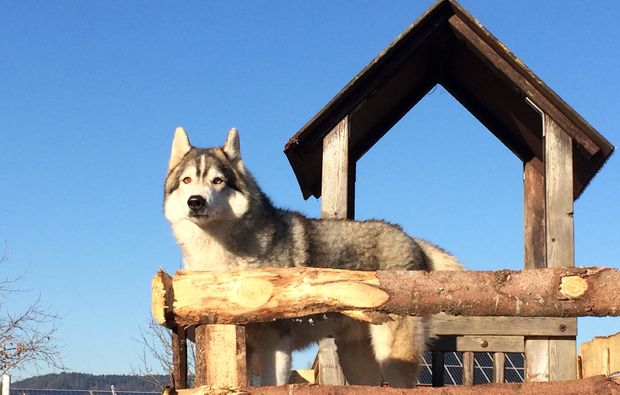 husky-trekking-dietfurt-sibirisch