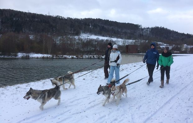 husky-trekking-dietfurt-spaziergang