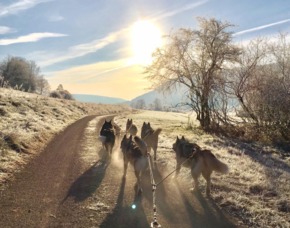 Husky Erlebnistag - JSMD - Dietfurt Husky-Ausfahrt & -Trekkingtour - ca. 3 Stunden